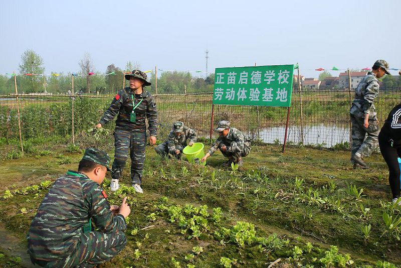 正苗启德教育